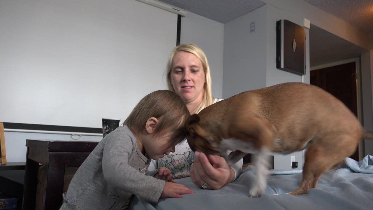 In Westminster, Colorado, a child leans over a covered table as a small brown-and-white dog stands close by and a blonde adult woman watches from behind.