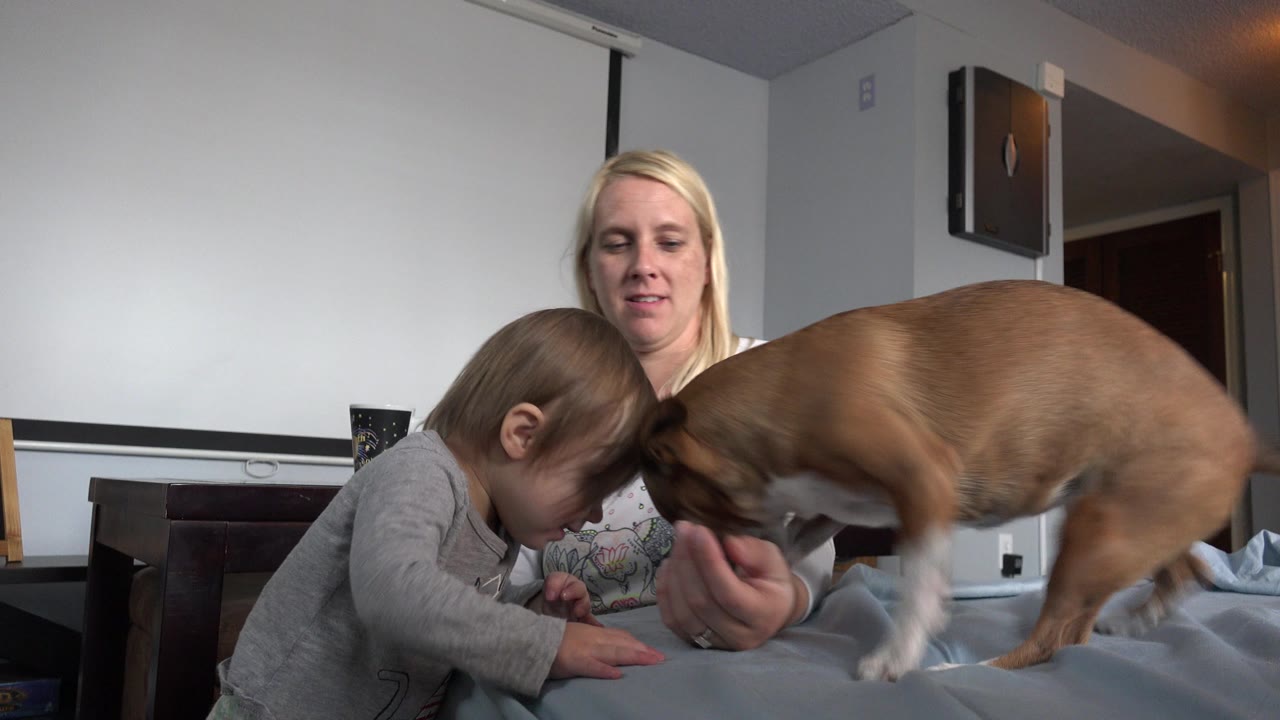 In Westminster, Colorado, the child bends toward the tabletop as the small dog faces the child and the adult woman's hand stays near the dog's body.