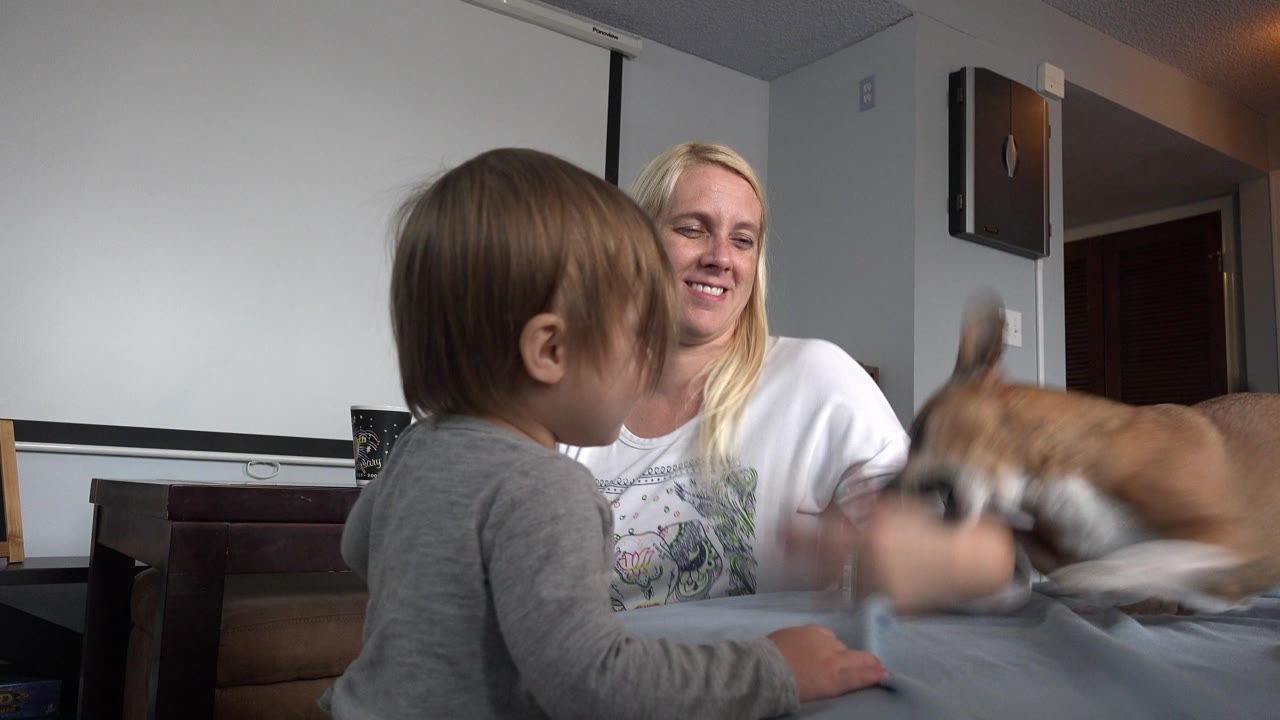 In Westminster, Colorado, the toddler remains turned toward the woman as the small brown dog blurs across the lower right foreground inside the room.