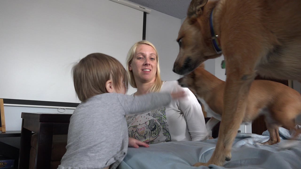 In Westminster, Colorado, the child leans forward on the bed toward the dogs while the blonde woman sits behind them in a softly lit bedroom.