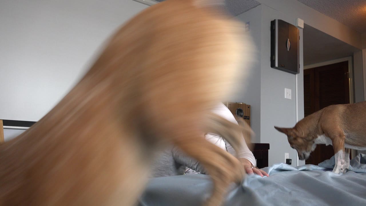Blurred brown dog crossing close to a bed with a woman and child partly hidden behind it.