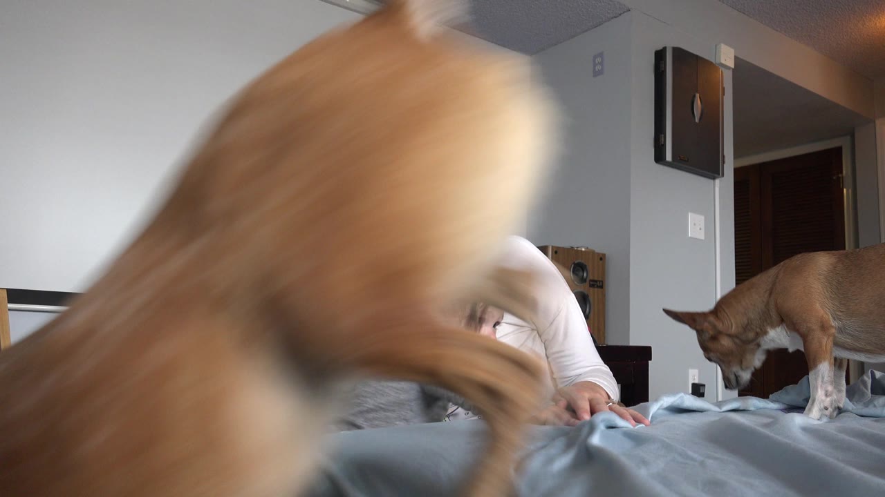 A blurred brown dog fills the foreground as another small brown dog stands on the bed, with the woman and infant mostly hidden inside the Westminster, Colorado room.