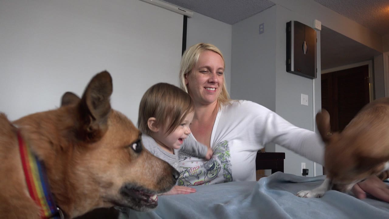 In Westminster, Colorado, the toddler laughs beside the smiling woman while the tan dog remains close to the lens and the smaller brown dog stands on the bedding.