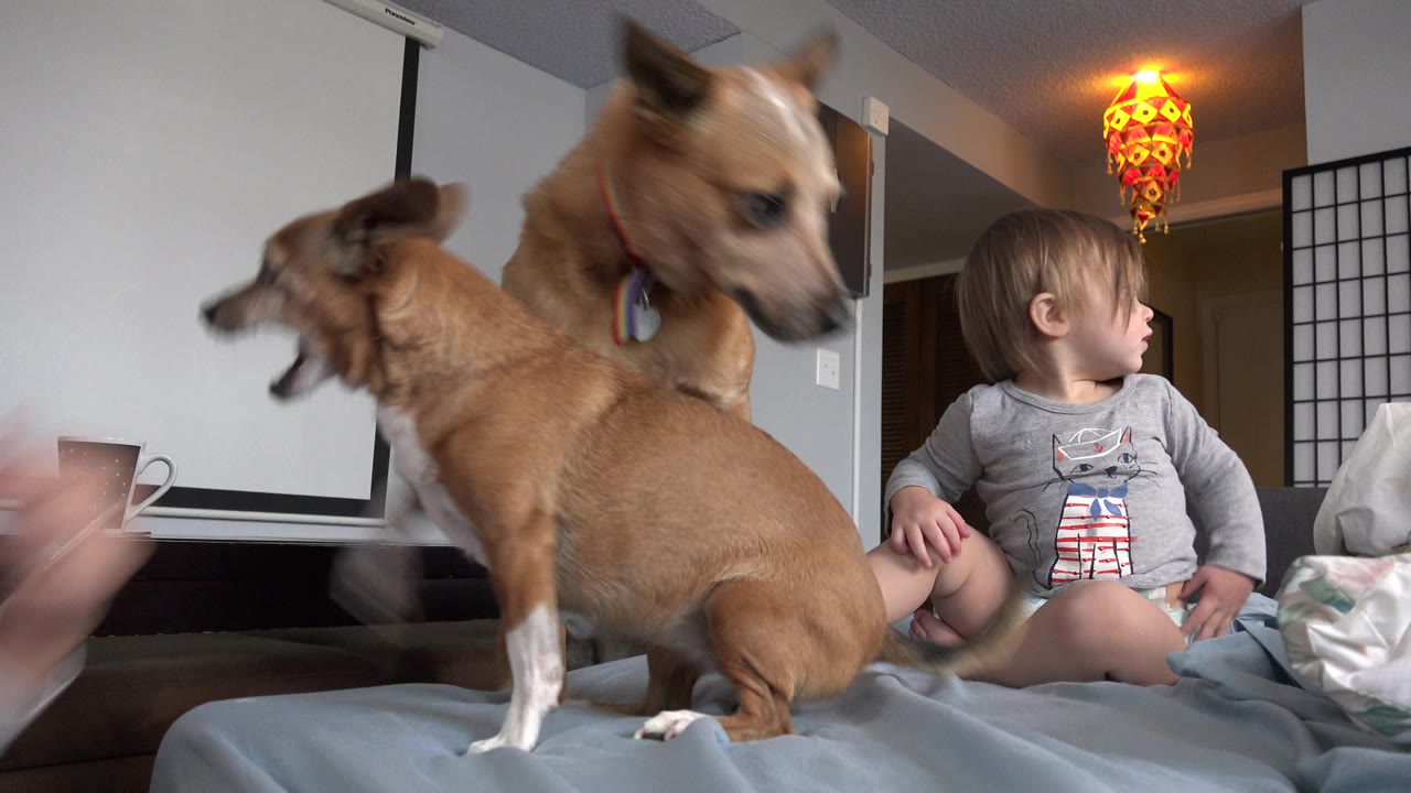 Two tan dogs on a sofa near a seated baby in a living room.
