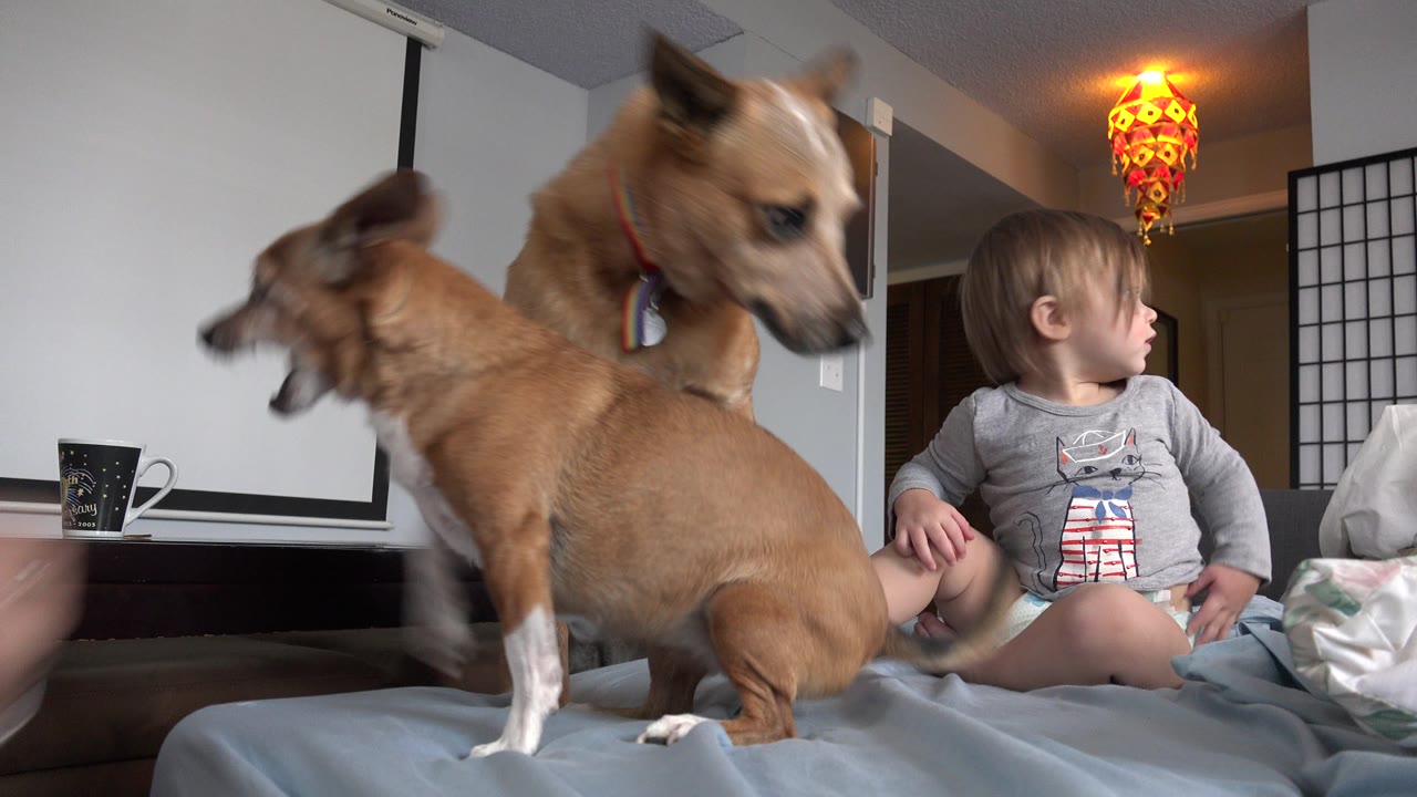 Two dogs blur with movement on the sofa as the baby in a gray shirt looks off to the side in the Westminster, Colorado home interior.