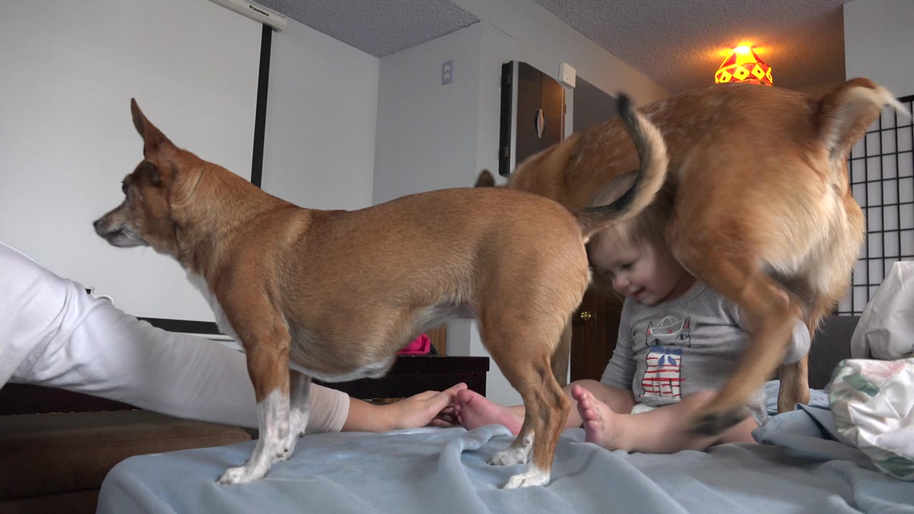 Two tan dogs on a bed near a child in a bedroom.