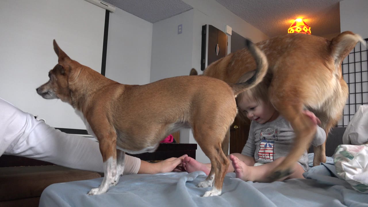 The dogs remain close to the lens on the bed while the child sits behind them in the Westminster, Colorado bedroom with pillows and a warm lamp in view.