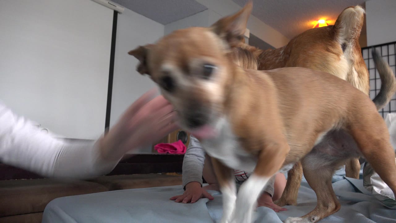 At 0:00 in Westminster, Colorado, a small tan dog fills the foreground on a pale mattress while a toddler and a larger dog are partly visible behind it inside a bedroom.