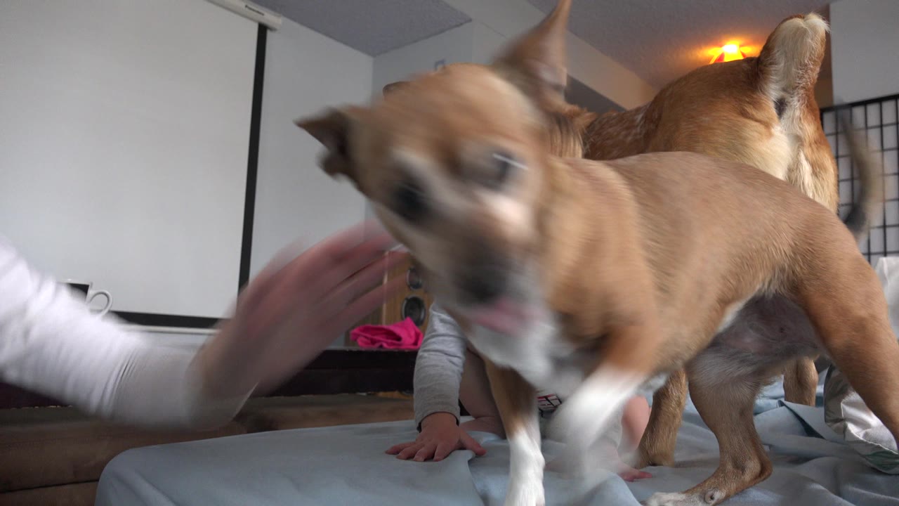 At 0:01 in Westminster, Colorado, the foreground dog is blurred by movement as the toddler sits partly obscured on the mattress with another dog and an adult arm nearby.