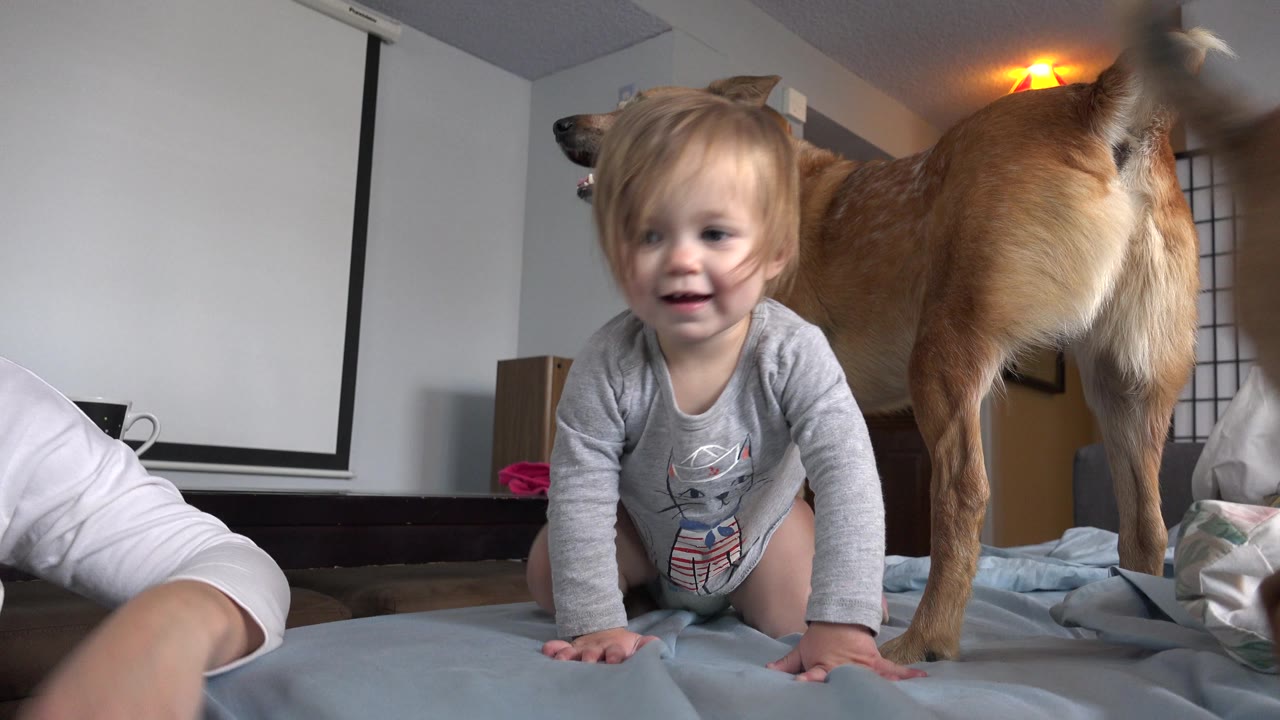 At 0:02 in Westminster, Colorado, a smiling toddler faces the camera on hands and knees while a tan dog stands beside her on the mattress in a bedroom.