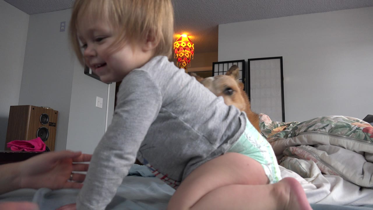 At 0:01 in Westminster, Colorado, the baby braces on the bed as the tan dog looks out from behind the child's back near rumpled bedding.
