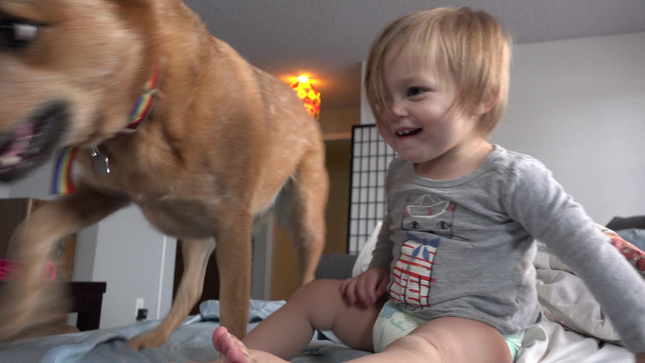 Brown dog close to camera beside a smiling blonde toddler on a bed.