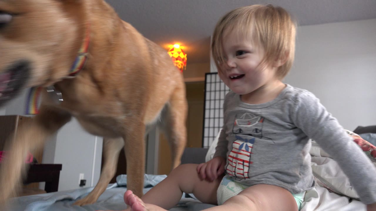 In Westminster, Colorado, the dog continues across the foreground with motion blur while the blonde toddler sits smiling on the bed behind it.