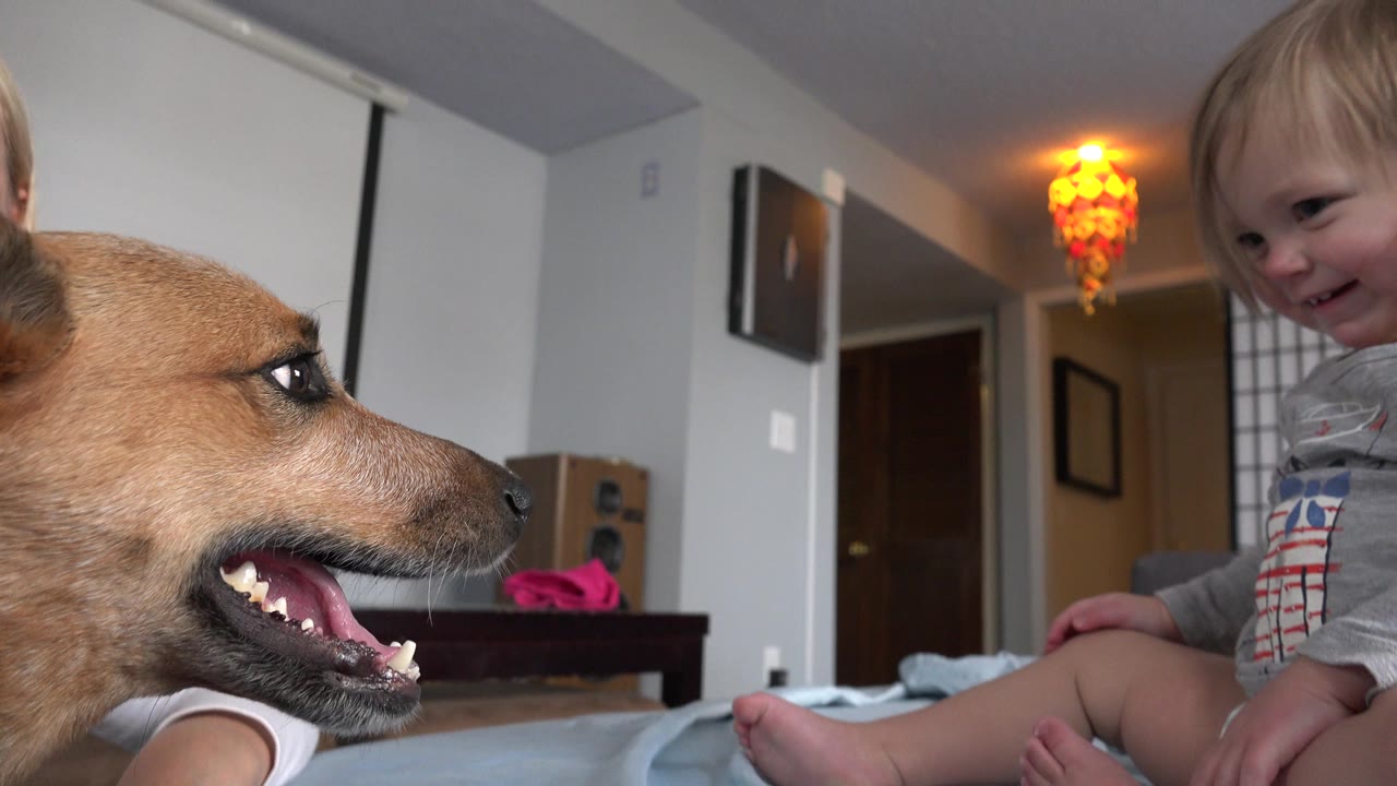 Large brown dog beside a toddler on a bed.