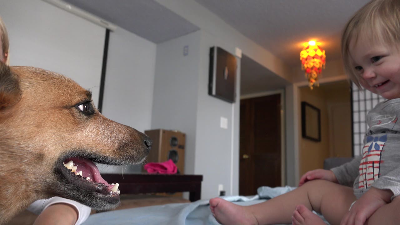 The brown dog remains in the foreground while the smiling toddler sits behind it on the bed in the Westminster, Colorado room.