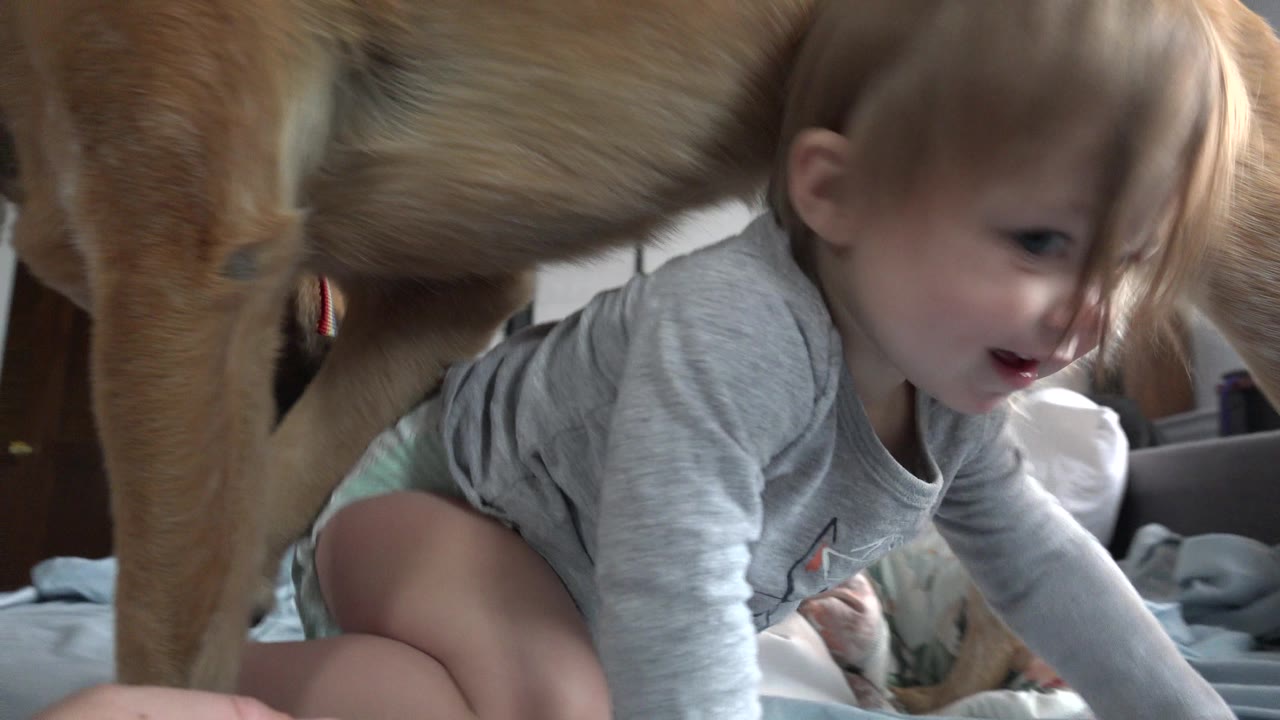 Brown dog stands over a crawling baby on bedding.