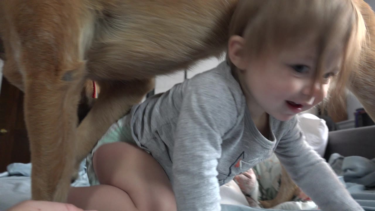 In Westminster, Colorado, the baby crawls under the standing brown dog, with the dog's legs framing the child and bedding filling the foreground.