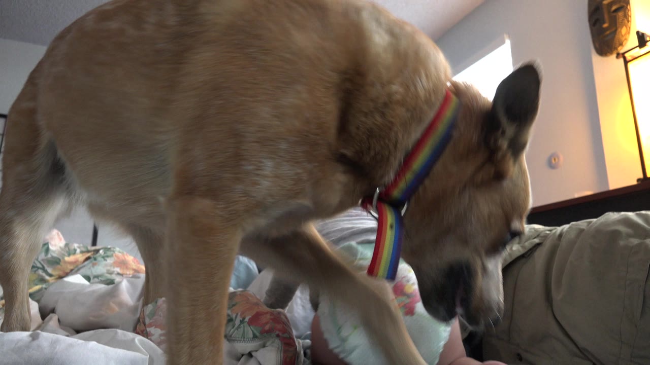 Tan dog stands over rumpled bedding beside a diapered baby.