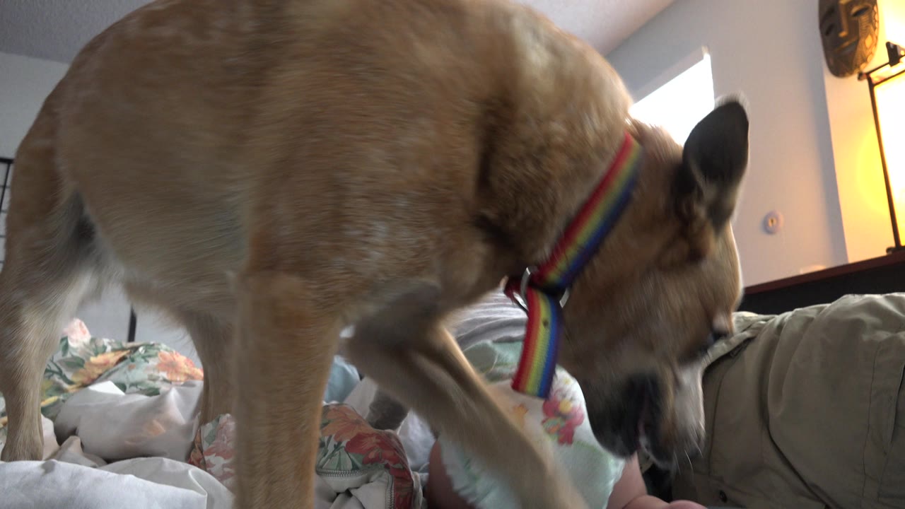 At 0:01 in Westminster, Colorado, the tan dog leans its head down toward the diapered baby while standing across the bed, with bright window light at the back of the room.