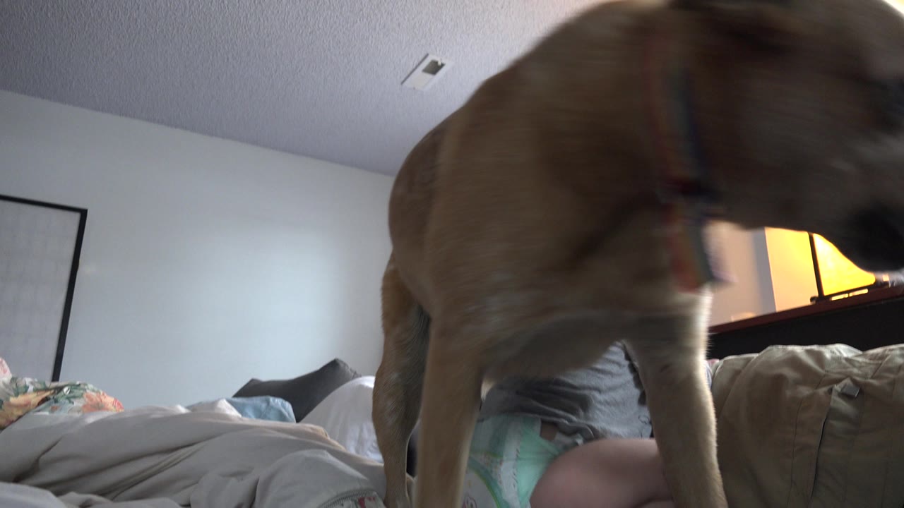 Tan dog standing close to a child on a bed in a bedroom.