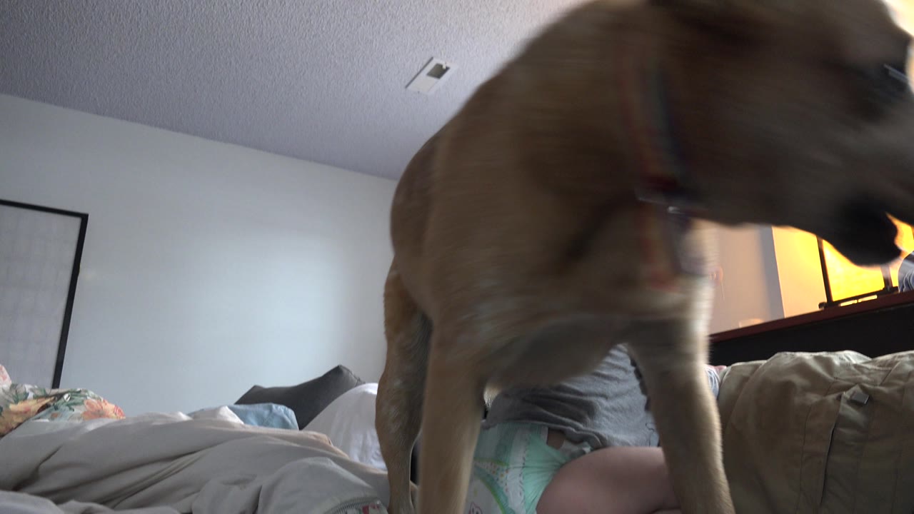 The Westminster home interior shows the dog crossing very close to the camera as the child remains seated behind it on the bed.
