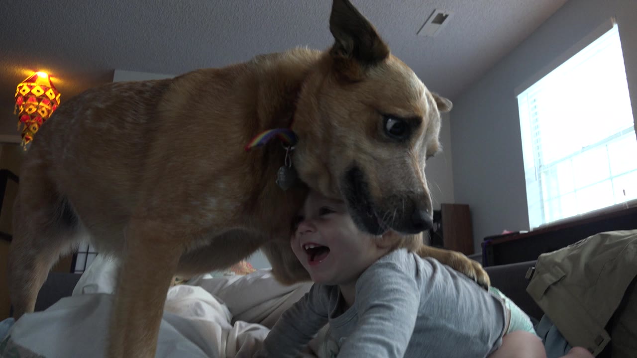In Westminster, Colorado, a tan dog stands close over a toddler lying on a blue-covered mattress, with a bright window and warm hanging lamp in the bedroom background.