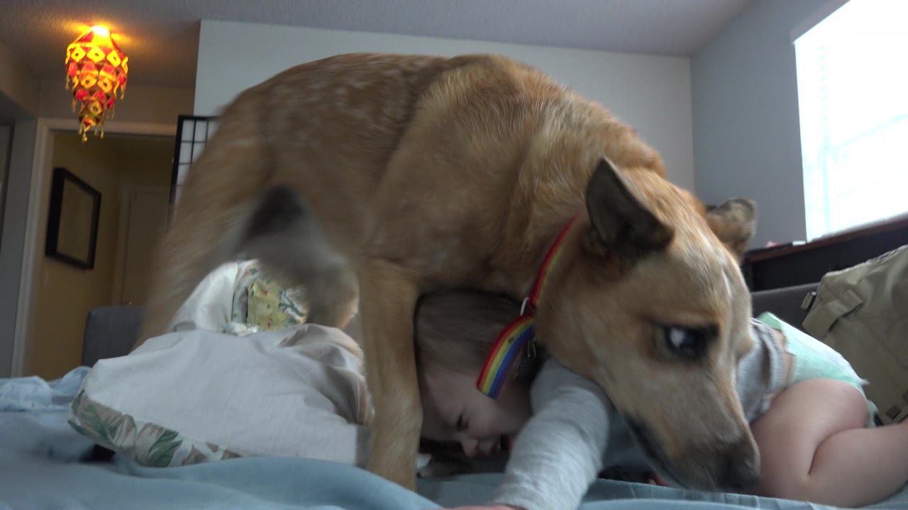 The dog steps across the toddler on the blue mattress while the child lies partly under the dog's body, with pillows, a window, and a warm lamp visible in the bedroom.