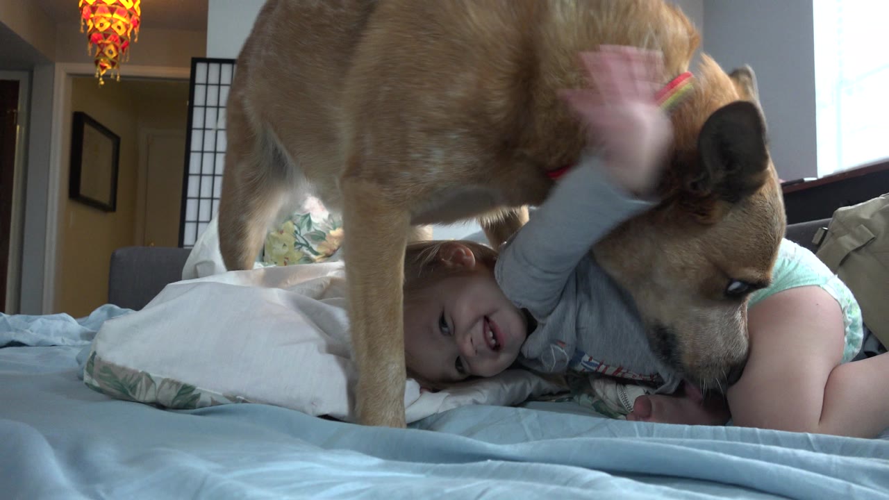 Toddler reaching up as dog stands over the mattress.