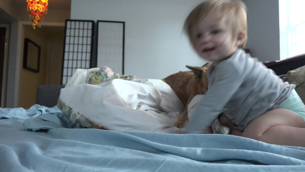 Baby on a bed with a tan dog behind bedding in a home bedroom.