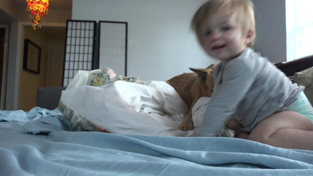 At 0:01 in Westminster, Colorado, the baby turns closer to the camera on the bed, with the dog still mostly behind the white bedding and room divider in back.