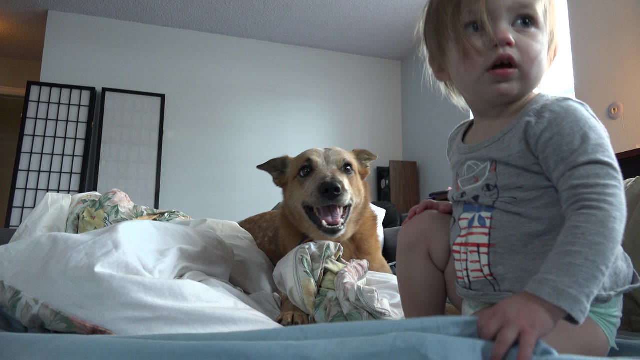In Westminster, Colorado, the tan dog remains on the bed looking forward while the baby turns partly out of frame near the bright window.