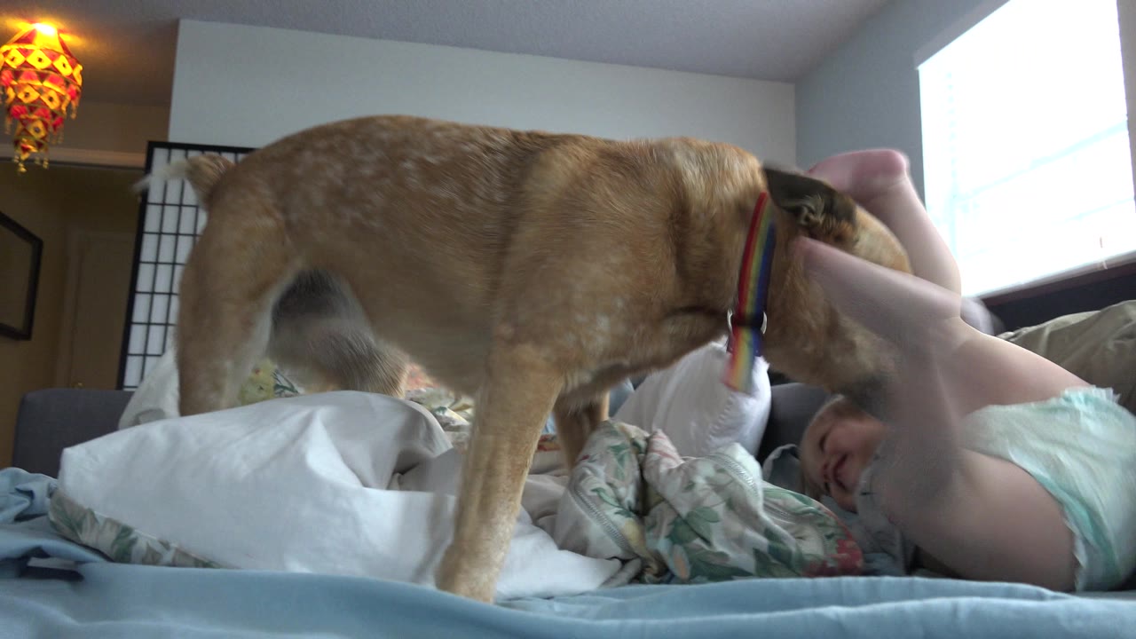 In Westminster, Colorado, a brown dog with a rainbow-colored leash stands on a bed beside a baby lying among pillows and bedding.