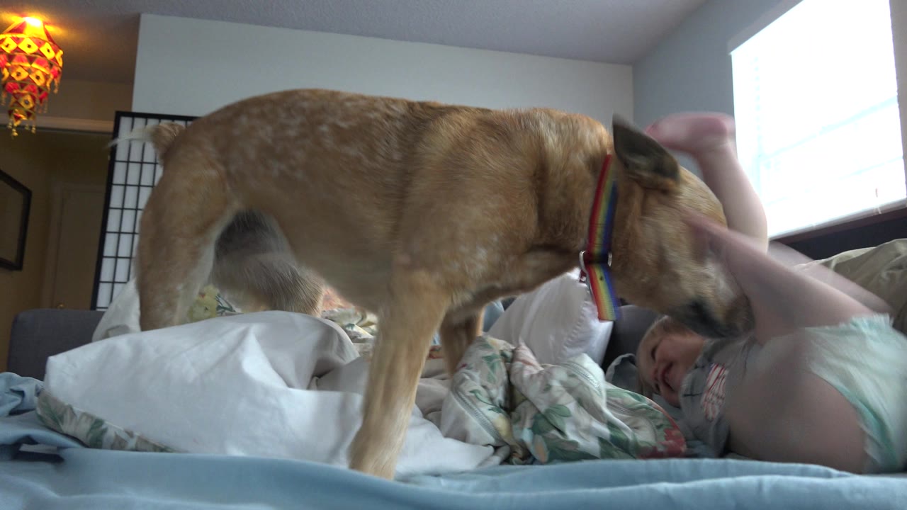 Dog leans its head toward a baby lying on the bed.