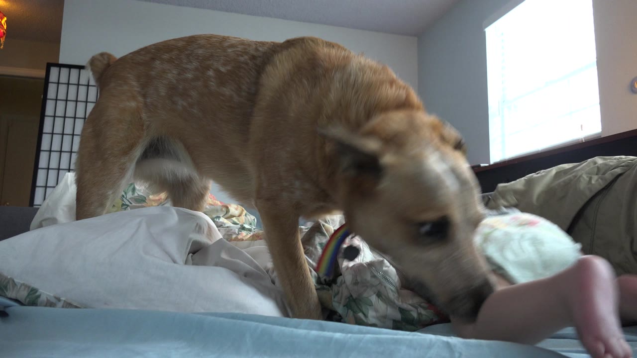 In Westminster, Colorado, the dog steps forward on the bed while the baby is partly visible near the pillows and the bedroom window brightens the background.