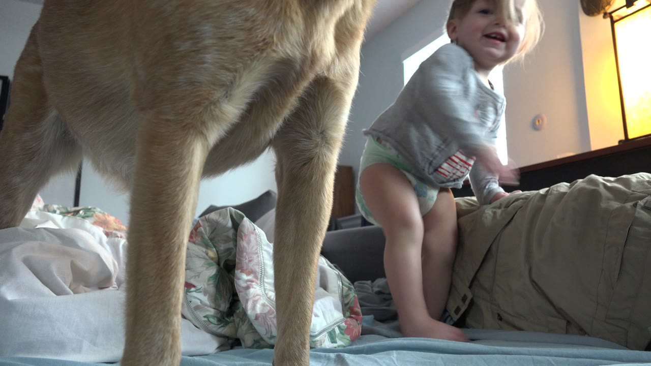 Tan dog legs in foreground with toddler standing on bed behind.
