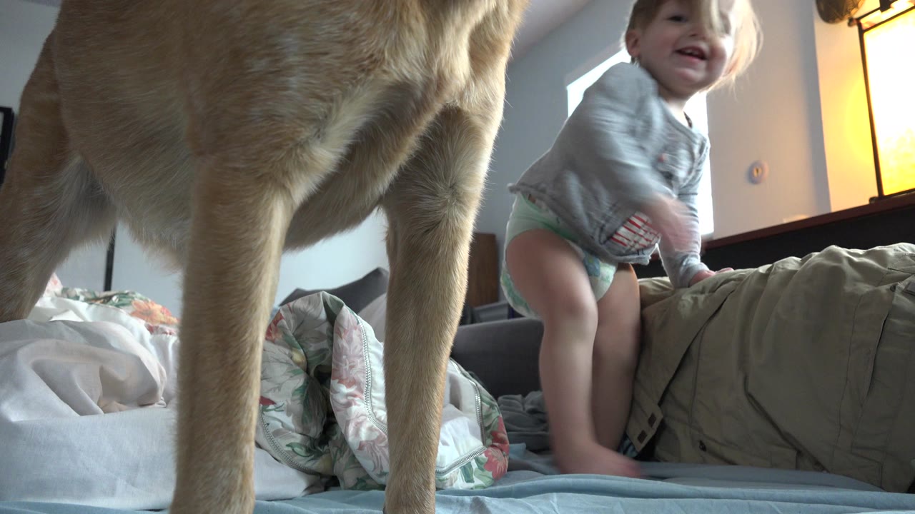 In Westminster, Colorado, the toddler smiles near the center of the bed while the tan dog stands close to the camera and bedding fills the lower frame.