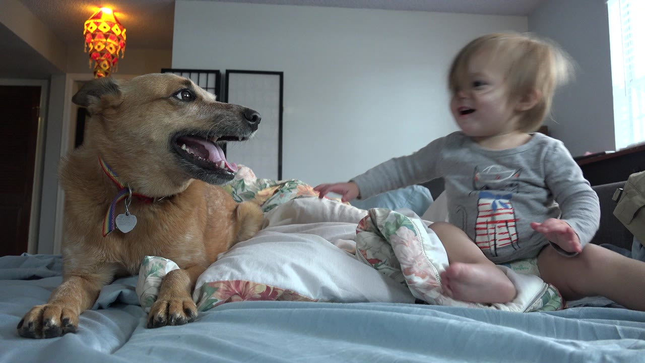 Brown dog beside infant on bed indoors