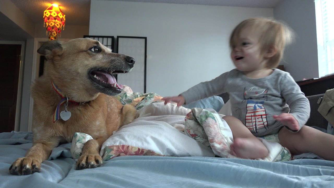 In Westminster, Colorado, the brown dog faces an infant seated on bedding, with the infant's hand near the blanket and the lamp and room divider visible behind them.