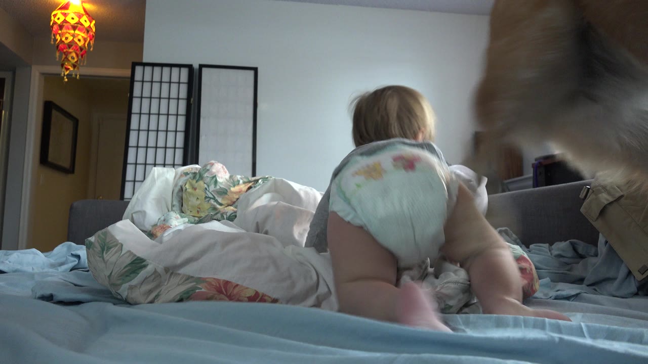 In a Westminster, Colorado bedroom, a baby in a diaper crawls on rumpled bedding while a tan dog moves through the right foreground.