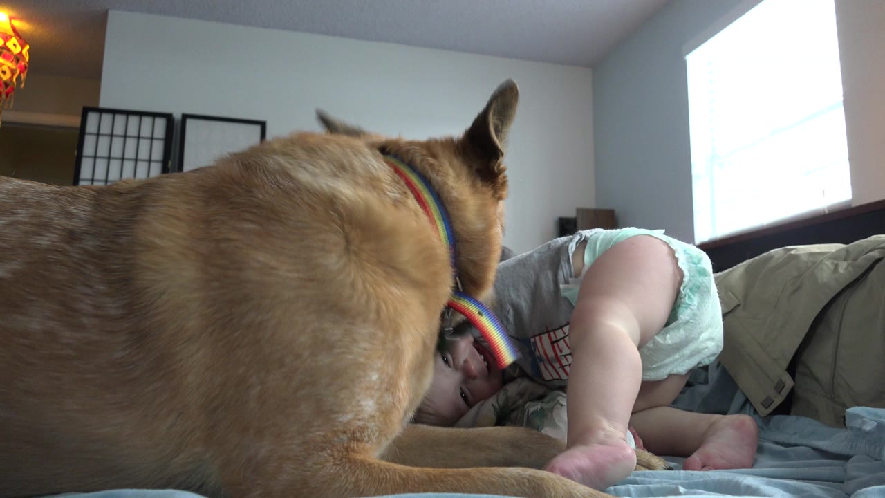 In Westminster, Colorado, a tan dog with a rainbow collar sits close to a young child lying on a bed near a bright window.