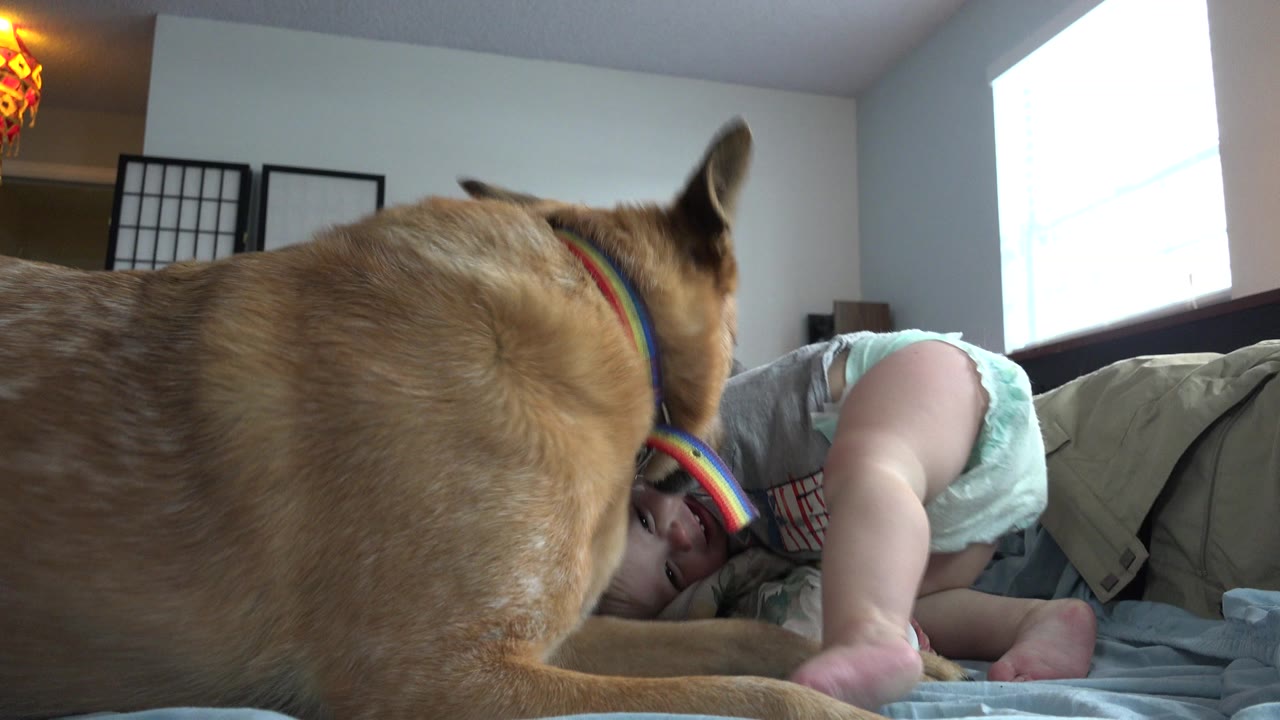 In Westminster, Colorado, the dog remains in the foreground while the child lies partly turned on the bed beneath soft window light.