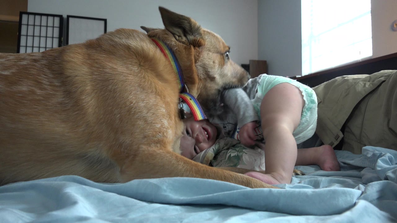 Tan dog lying beside a baby on a bed.