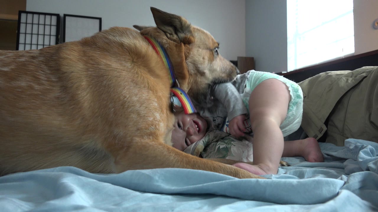 In Westminster, Colorado, the dog stays close to the baby on the bed while the child's legs and diaper are visible against pale bedding and window light.