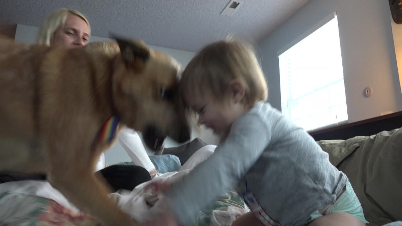 Baby leans toward a tan dog on a bed while an adult woman is behind them.