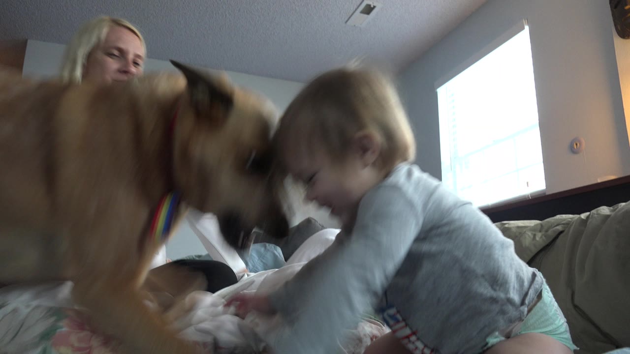 In Westminster, Colorado, the tan dog moves close to the baby on the bed, with the adult woman behind them and daylight filling the room from the window.