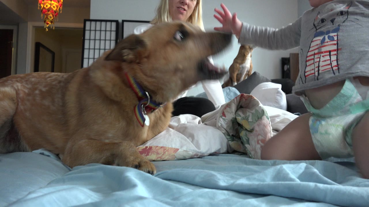 At 0:00 in Westminster, Colorado, a blond toddler kneels on blue bedding and reaches toward a large brown dog as a woman watches from behind.