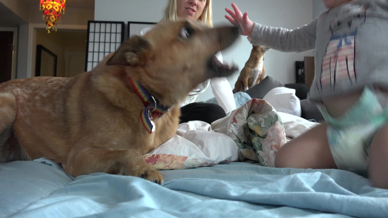 At 0:01 in Westminster, Colorado, the brown dog lifts its head toward the toddler, who stands close by on the bed while the woman remains in the background.