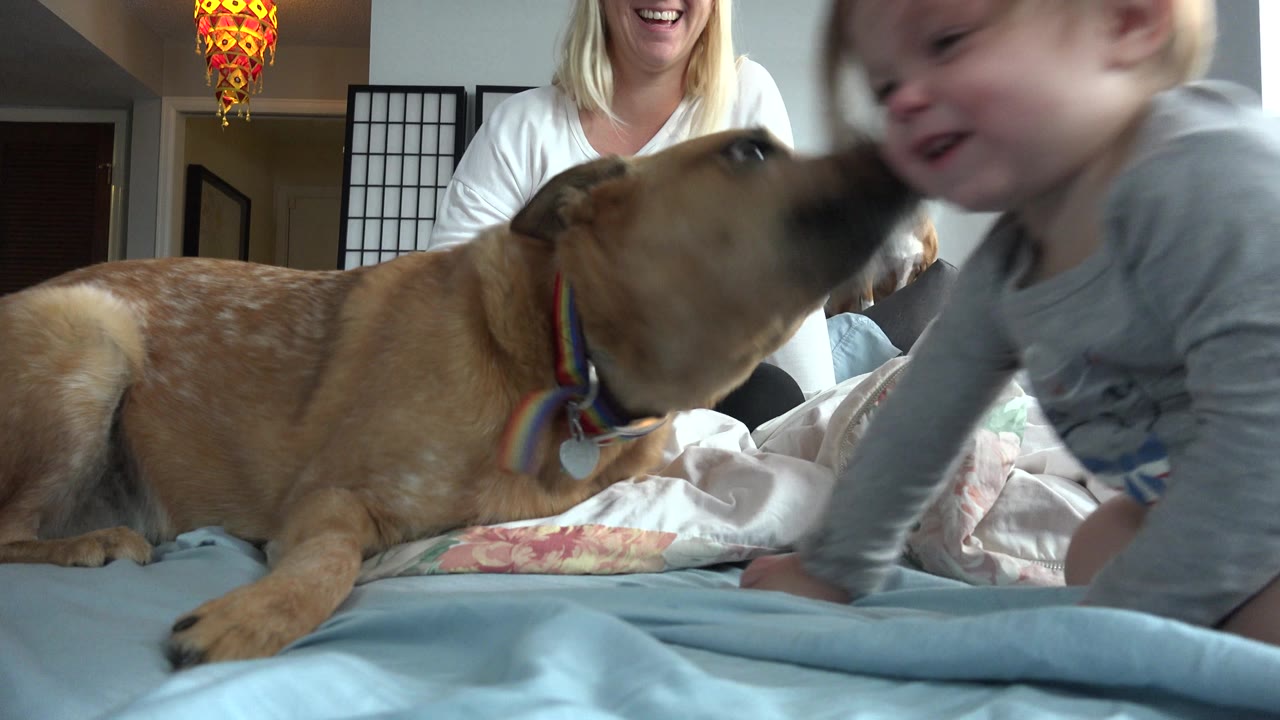 At 0:00 in Westminster, Colorado, a baby leans close to a tan German Shepherd dog on a bed while a blonde woman smiles in the background of a private room.