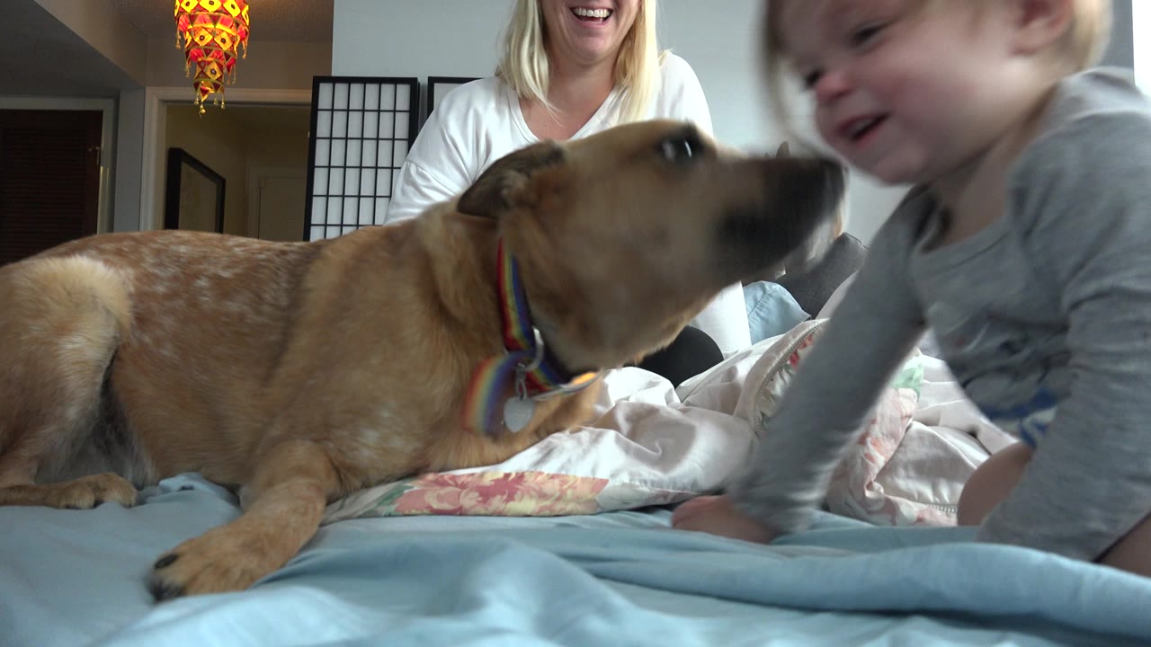 At 0:01 in Westminster, Colorado, the German Shepherd faces the baby at close range, with the seated blonde woman and household furnishings behind them.