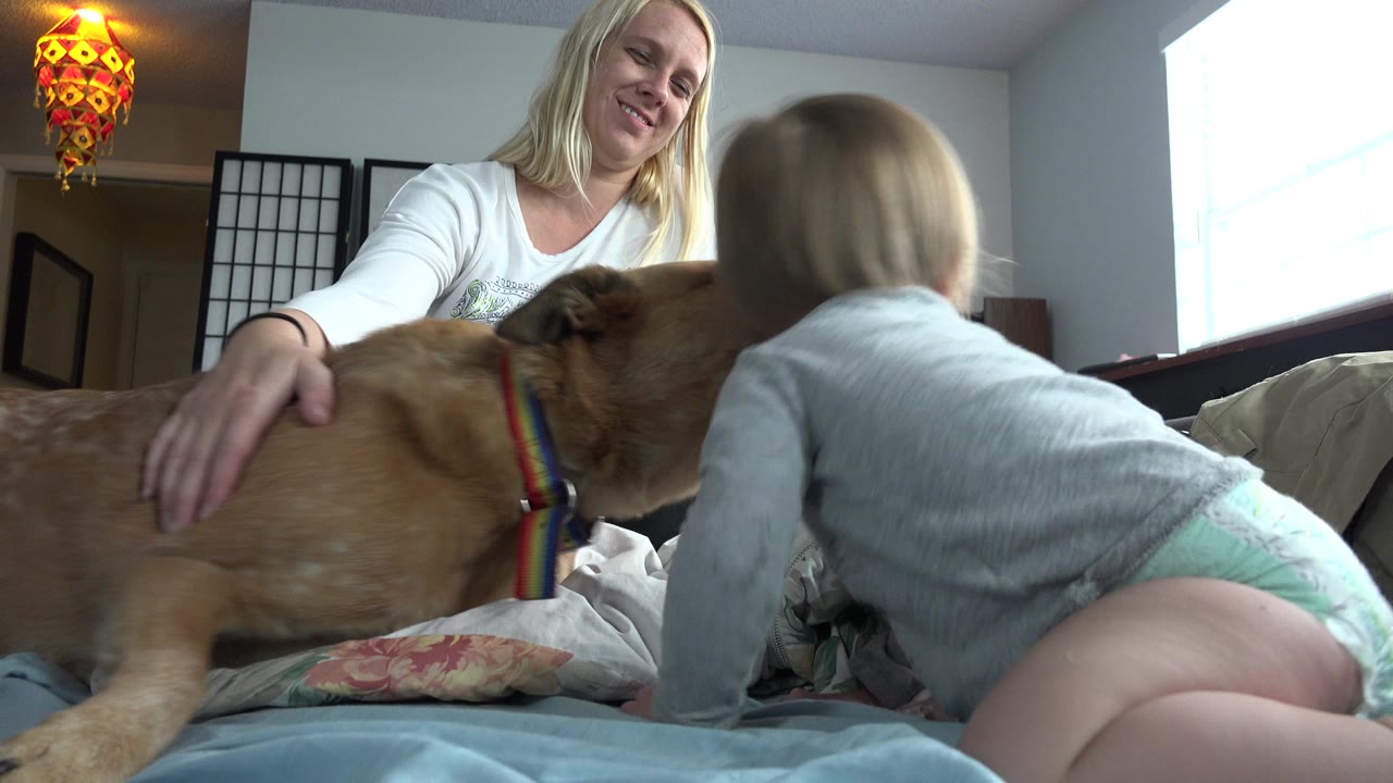 In a Westminster, Colorado bedroom, a baby leans toward a tan dog on a bed while a blonde woman reaches down from behind them near a bright window.
